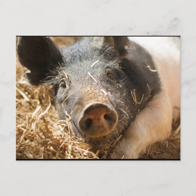Carte postale Hampshire Pig (Devant)