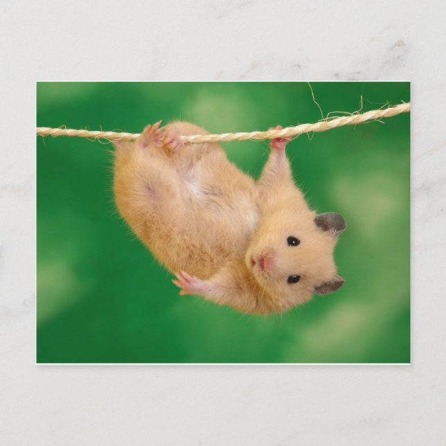 Carte Postale hampster idiot (Devant)