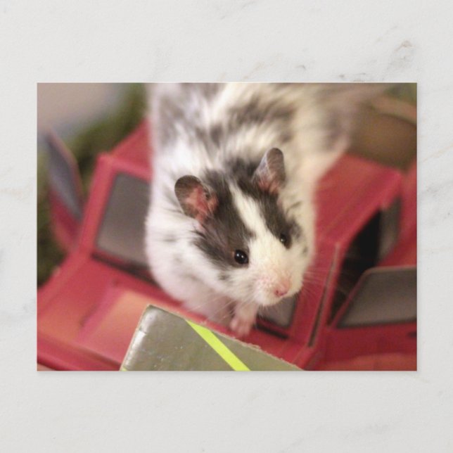 Carte postale Hamster (Devant)