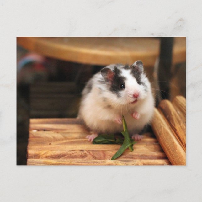 Carte postale Hamster (Devant)