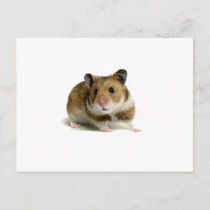 Carte Postale Hamster