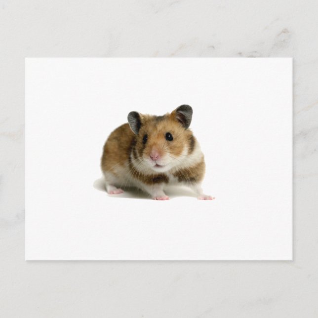 Carte Postale Hamster (Devant)