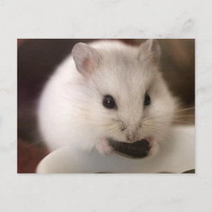 Carte postale Hamster