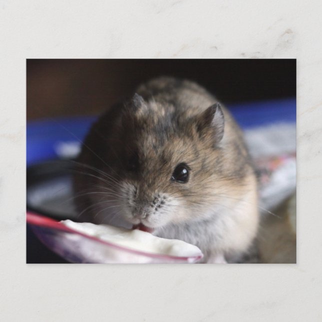 Carte postale Hamster (Devant)