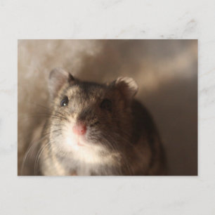 Carte postale Hamster