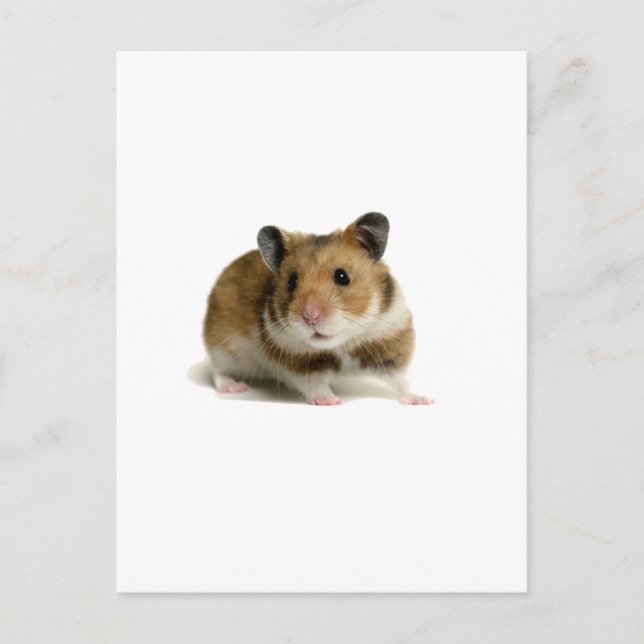 Carte Postale Hamster (Devant)