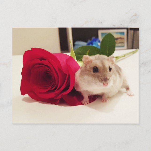 Carte Postale Hamster avec un Rose (Devant)