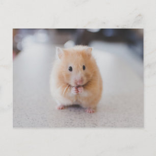 Carte Postale Hamster de Cute