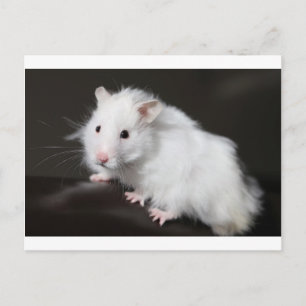 Carte Postale Hamster de l'ours en peluche