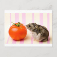 Hamster et tomate