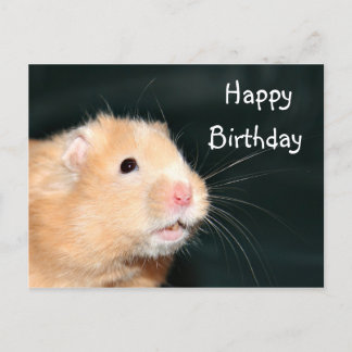 Carte Postale Hamster Joyeux anniversaire
