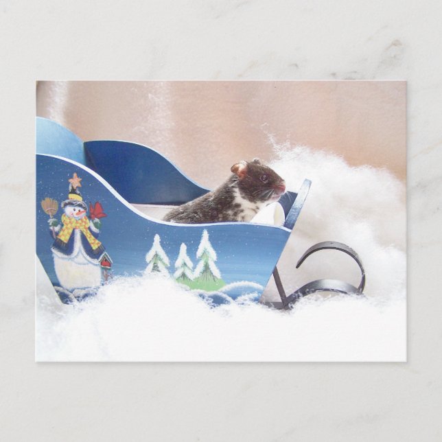 Carte Postale Hamster noah sledding (Devant)