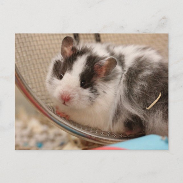 Carte Postale Hamster postcard (Devant)