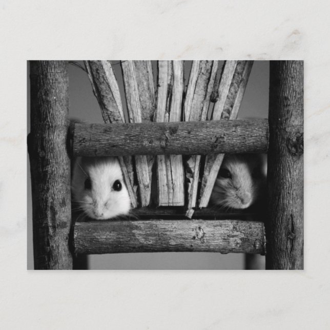 Carte Postale Hamster postcard (Devant)