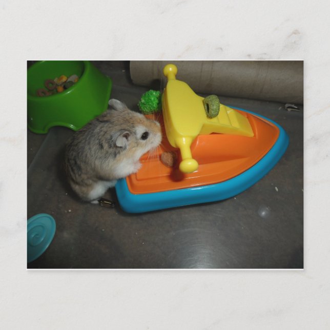 Carte Postale Hamster sur un Jet-ski (Devant)