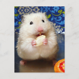 Carte Postale Hamster syrien en mousse Kokolinka