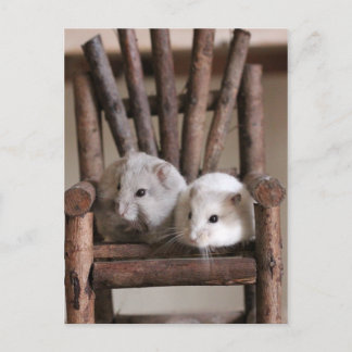 Carte postale Hamsters