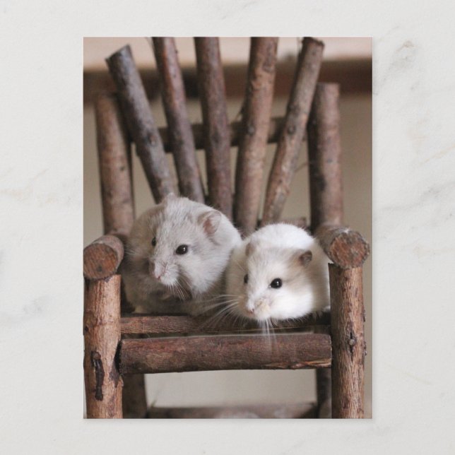 Carte postale Hamsters (Devant)