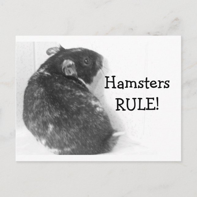 Carte Postale HamstersRÈGLENT! (Devant)