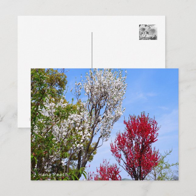Carte Postale Hana Peach (Devant / Derrière)