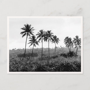 Carte Postale Hanalei Princeville Kauai Hawaii Noir & Blanc