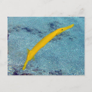 Carte Postale HANAUMA BAY HAWAII - Trumpet Fish (Nunu)