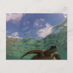 Carte Postale Hanauma Bay Turtle