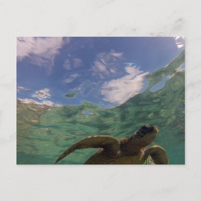 Carte Postale Hanauma Bay Turtle (Devant)