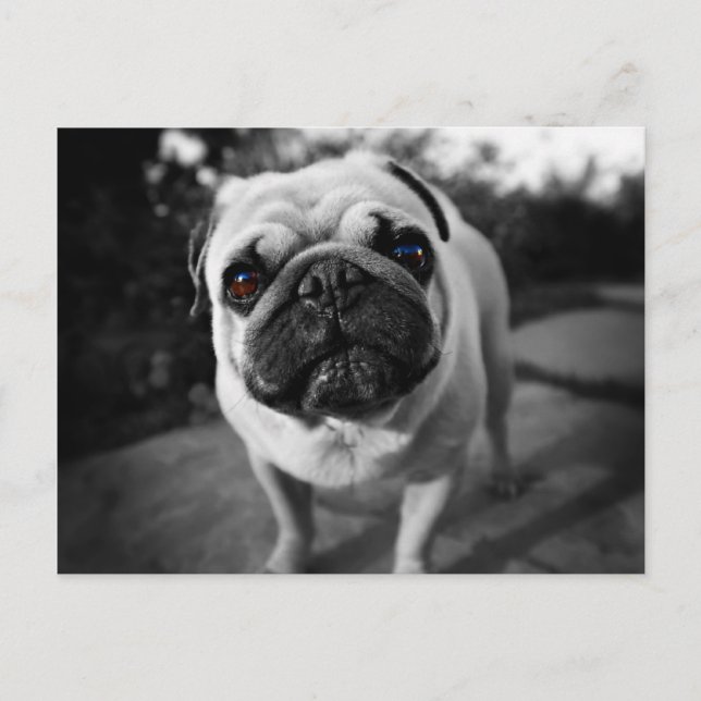 Carte Postale Handsome pug (Devant)