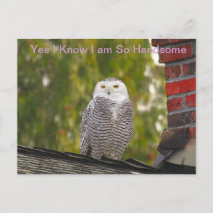 Carte Postale Handsome Snow Owl