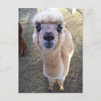 Carte Postale Happy alpaca dit salut