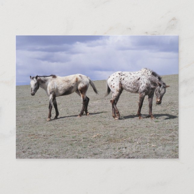 Carte Postale Happy Appys (Devant)