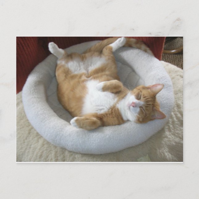 Carte Postale Happy Cat (Devant)