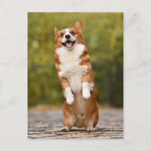Carte Postale Happy Corgi Puppy photo debout