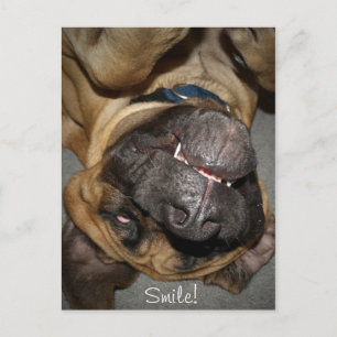 Carte Postale Happy Face - Funny English Mastiff Chien Photo