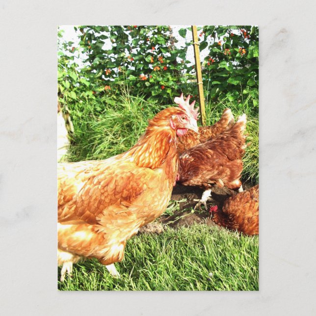 Carte Postale Happy Free range ex-poulets batterie (Devant)