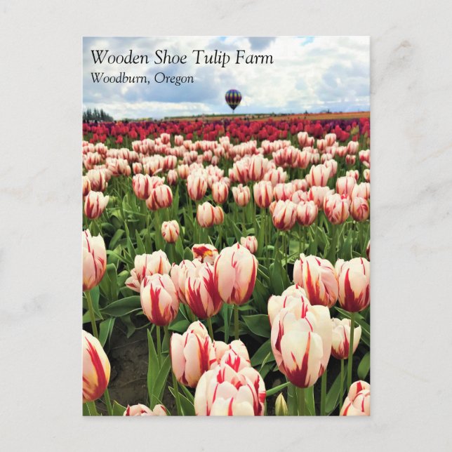 Carte Postale Happy Generation Tulip Field, Oregon Postcard (Devant)