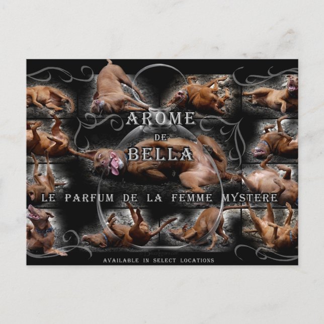 Carte Postale Happy Goofy Chocolate Lab Pit Mix Chien Collage (Devant)