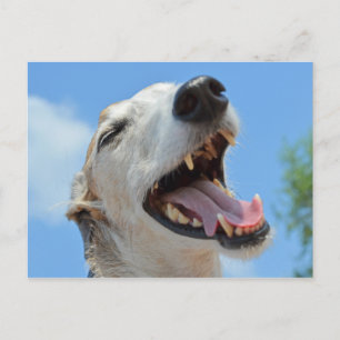 Carte Postale Happy Greyhound Smiling Closeup