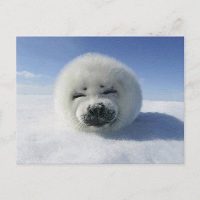 Carte Postale Happy Harp Seal (Devant)