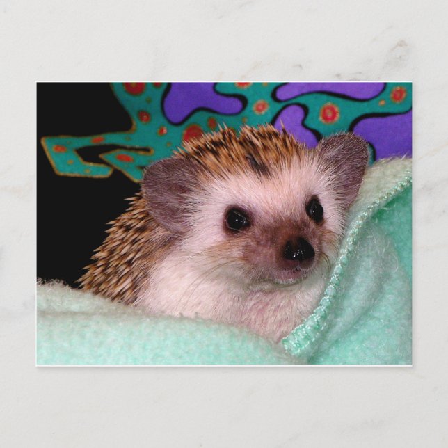 Carte Postale Happy Hedgehog (Devant)