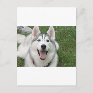 Carte Postale Happy Husky