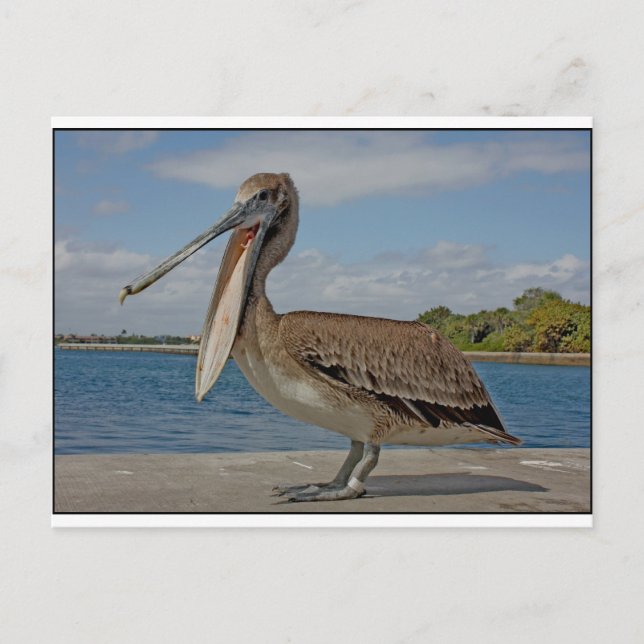 Carte Postale Happy Pelican (Devant)