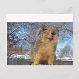Carte Postale Happy Squirell