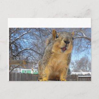 Carte Postale Happy Squirell