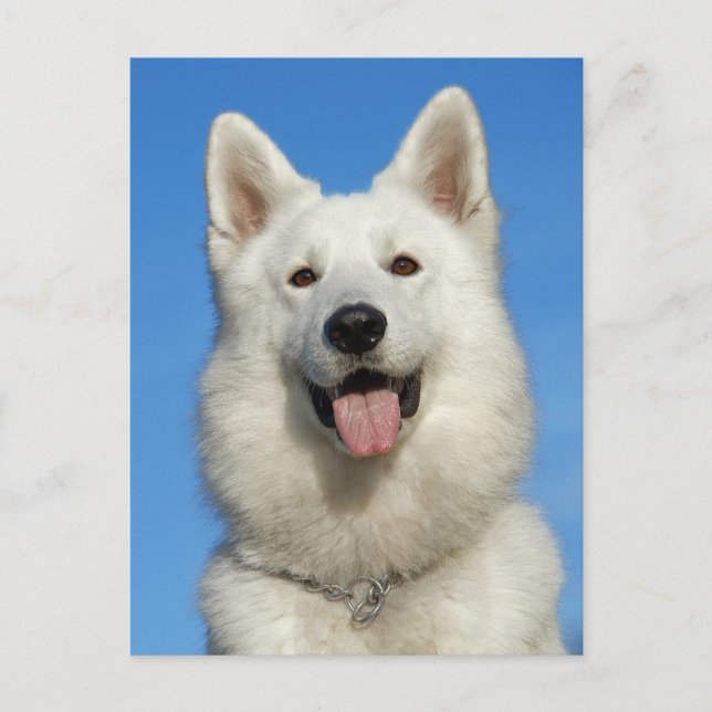 Carte Postale Happy Swiss Shepherd dog (Devant)
