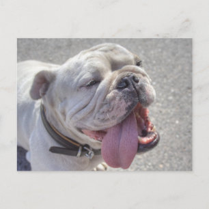 Carte Postale Happy White Bulldog