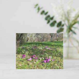 Carte Postale Harbinger du printemps