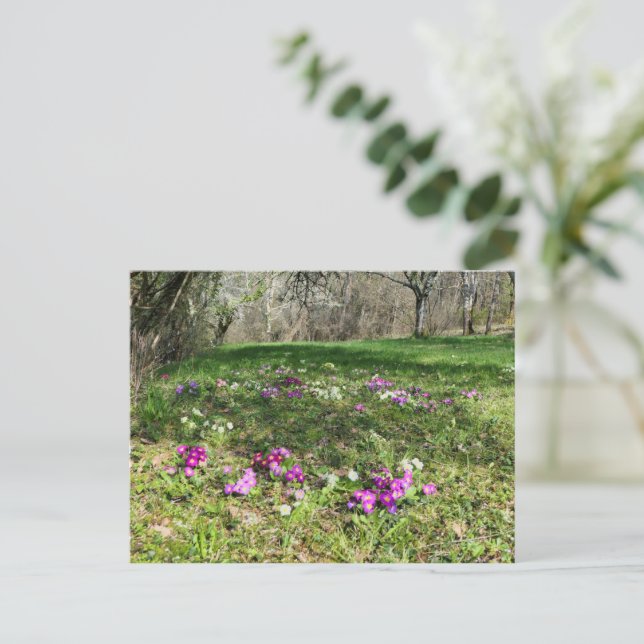 Carte Postale Harbinger du printemps (Debout devant)