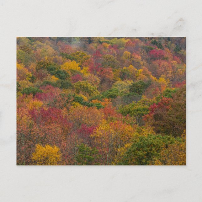 Carte Postale Hardwood Forest in Randolph County, West Virginia (Devant)